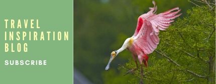 Roseate spoonbill takes flight at Rip's Rookery on Jefferson Island - Subscribe to Iberia Travel blog