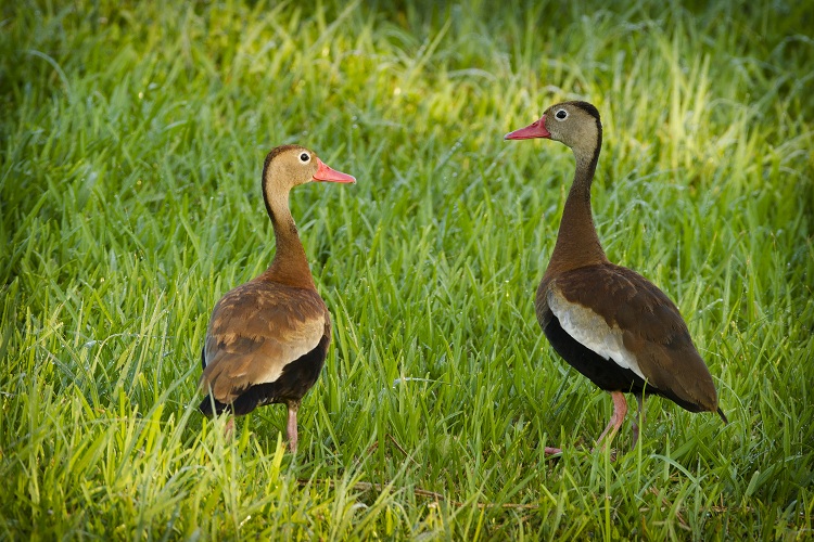 Black Bellied Whistling Ducks at Rip's Rookery on Jefferson Island in New Iberia, Louisiana