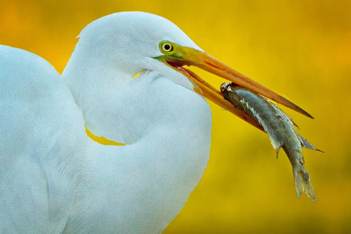 Great Egret with fish in its beak at Jungle Gardens of Avery Island - Photo by Pam McIlhenny
