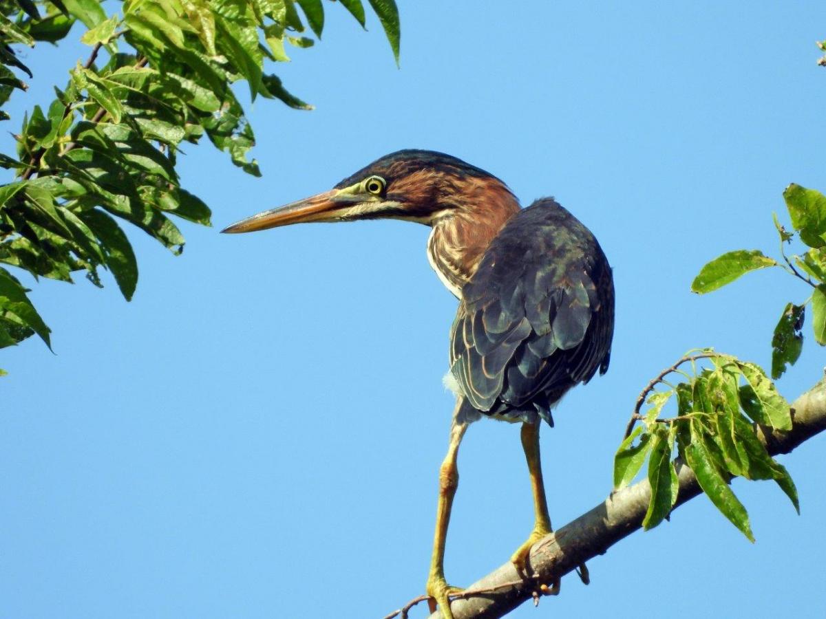 Green Heron perched in a tree at Jungle Gardens of Avery Island - Photo by Michael Musumeche