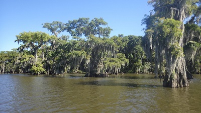 Old Cypress trees at Lake Fausse Pointe State Park - Courtesy Lake Fausse Pointe State Park