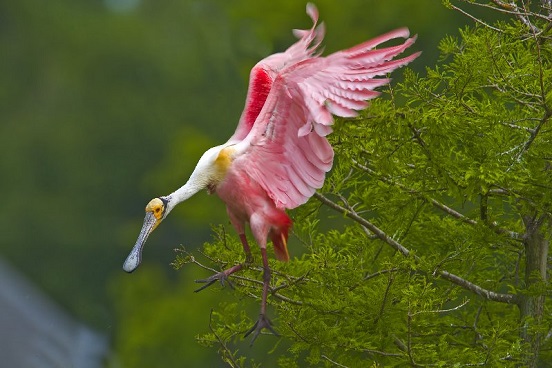 Roseate Spoonbill at Jefferson Island Rip's Rookery
