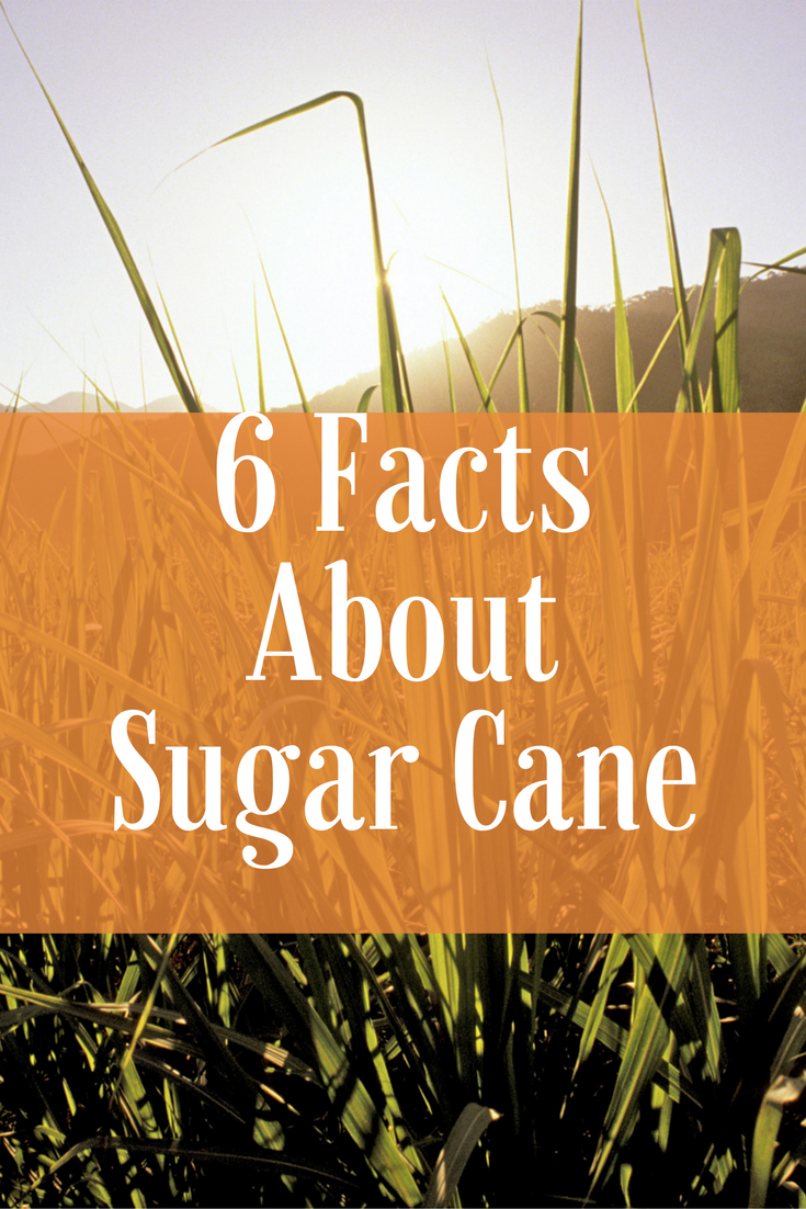 Six facts about sugar cane