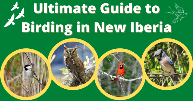 Pictures of a cardinal, blue jay, owl and warbler on a green background. Text read ultimate guide to birding in New Iberia.