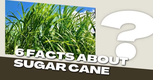 6 Facts about Sugar Cane