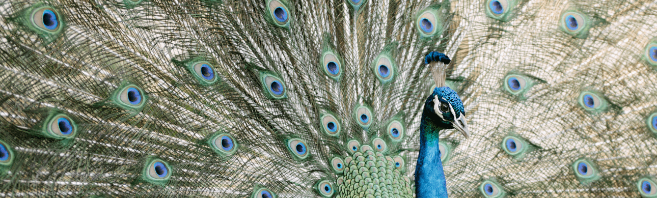 Peacock at Jefferson Island Rip Van Winkle Garden