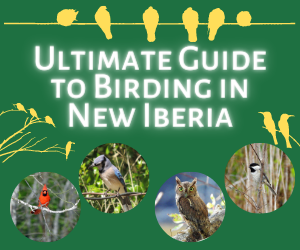 Ultimate Guide to Birding in New Iberia, Louisiana