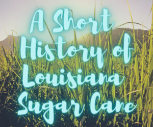 History of Louisiana Sugar Cane