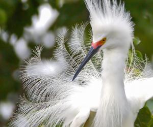 snowy egret during mating season at Rip's Rookery on Jefferson Island in New Iberia, Louisiana