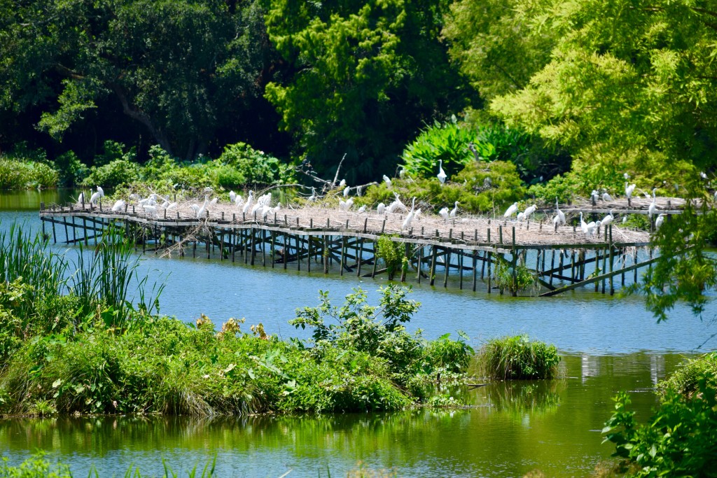 Egrets on bird Island at jungle gardens