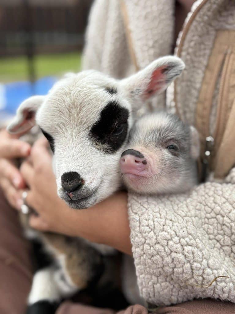 Person's arms holding baby goat and pig