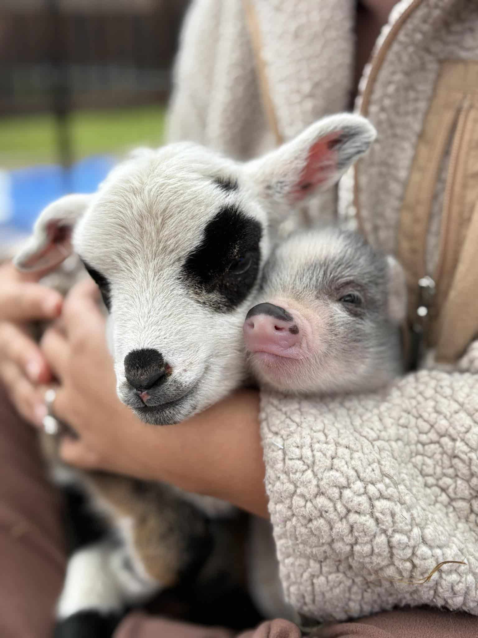 Person's arms holding baby goat and pig